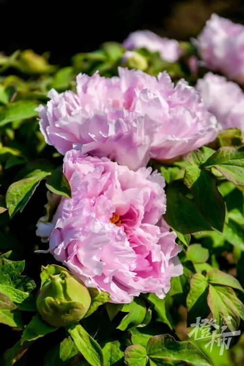 600歲“牡丹王”迎春綻放，第二十屆普寧牡丹花會靜待君來